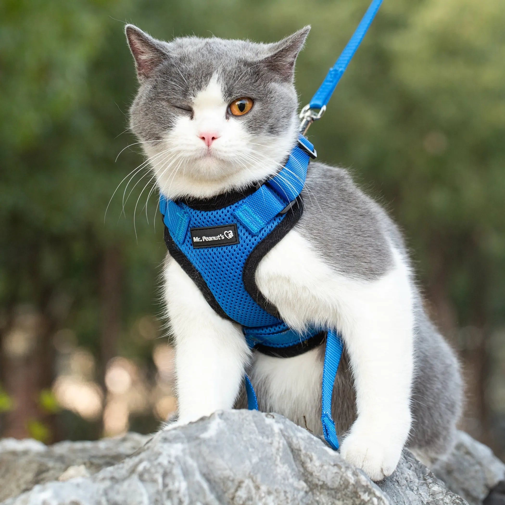 Reflective Cat Harness